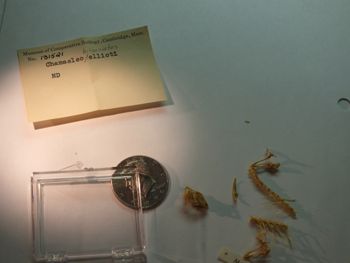 Media type: image;   Herpetology R-131521